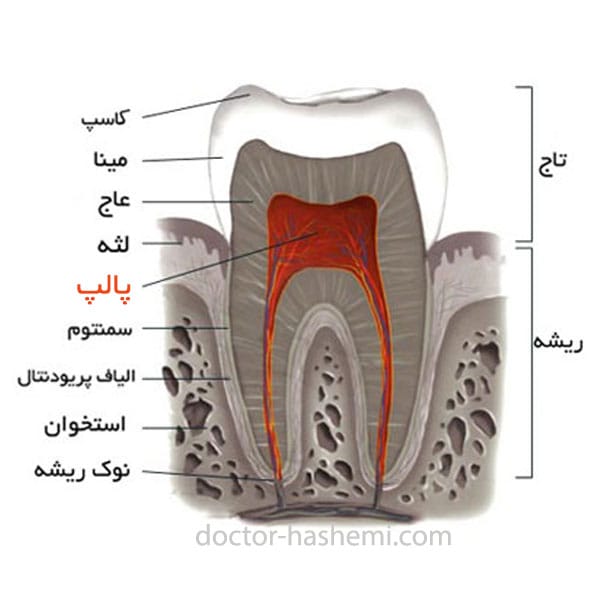 ساختار دندان